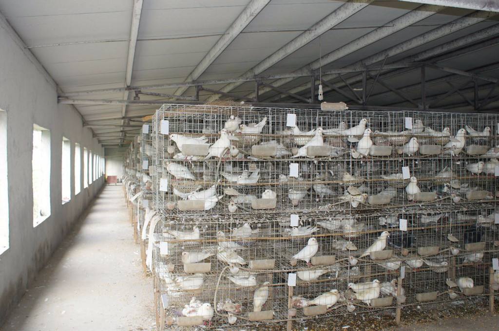 肉鸽养殖中的管理与疾病诊疗要点