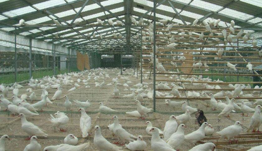 肉鸽养殖基地
