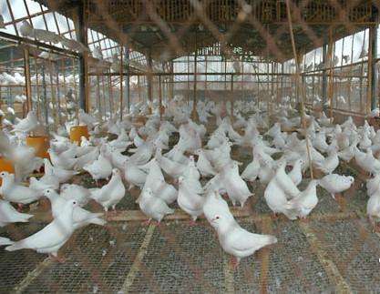 鸽子养殖建议，养鸽子还得依靠茗阳企业